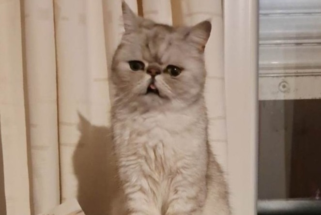 Alerte Disparition Chat  Mâle , 3 ans Tournai Belgique