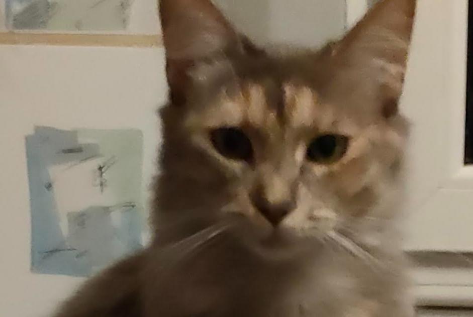 Alerte Disparition Chat croisement Femelle , 4 ans Mons Belgique