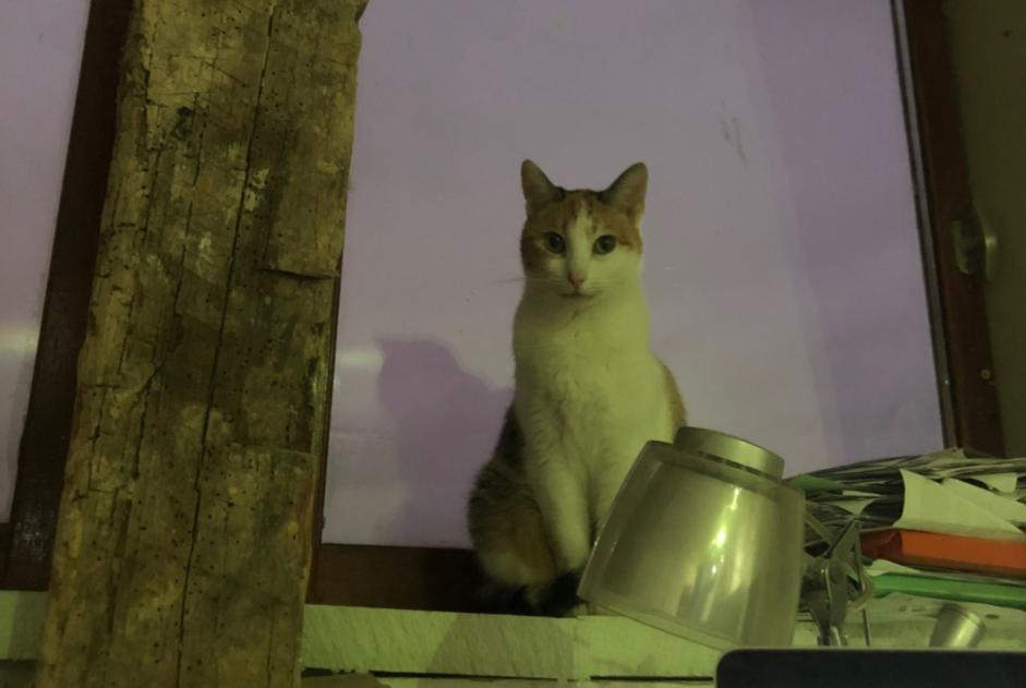 Alerte Disparition Chat Femelle , 4 ans Mouscron Belgique Alerte Disparition Chat Femelle , 4 ans Mouscron Belgique