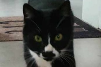 Alerte Disparition Chat Mâle , 2 ans Tournai Belgique Alerte Disparition Chat Mâle , 2 ans Tournai Belgique
