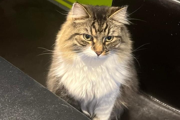 Alerte Disparition Chat Mâle , 5 ans Antoing Belgique Alerte Disparition Chat Mâle , 5 ans Antoing Belgique