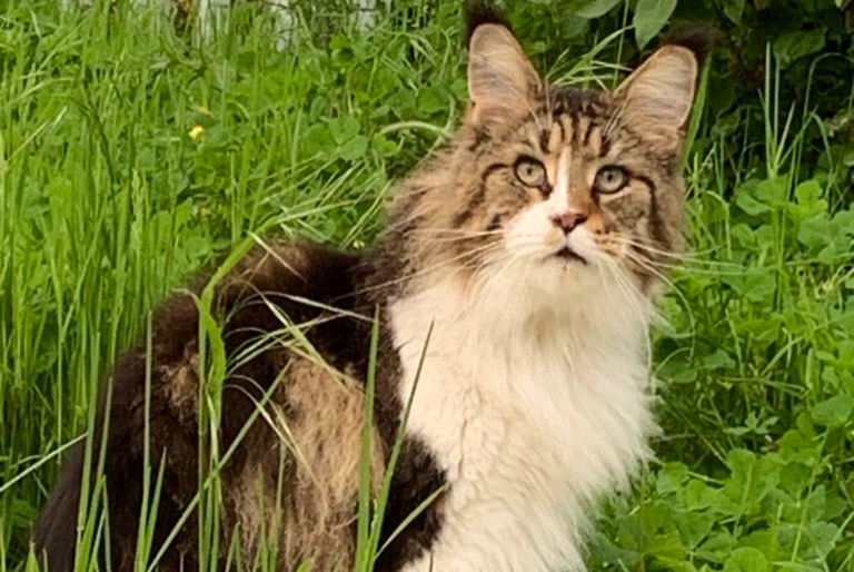 Alerte Disparition Chat Femelle , 5 ans La Louvière Belgique Alerte Disparition Chat Femelle , 5 ans La Louvière Belgique