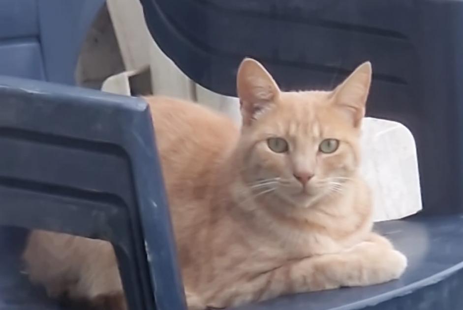 Alerte Disparition Chat croisement Mâle , 3 ans La Louvière Belgique Alerte Disparition Chat croisement Mâle , 3 ans La Louvière Belgique