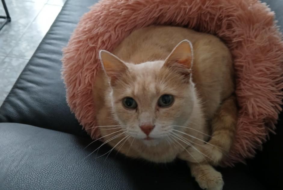 Alerte Disparition Chat Mâle , 11 ans Mons Belgique