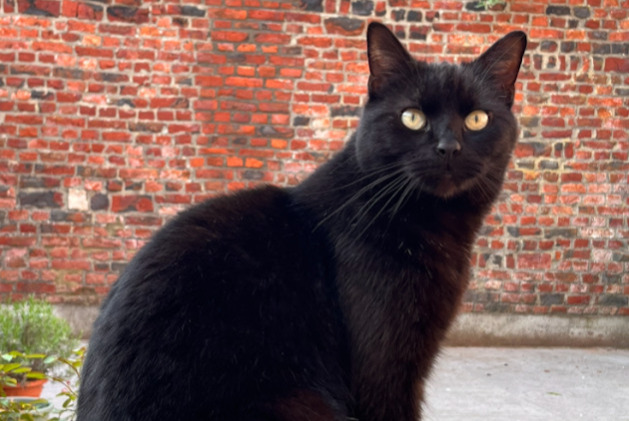 Alerte Disparition Chat Mâle , 5 ans Chimay Belgique Alerte Disparition Chat Mâle , 5 ans Chimay Belgique