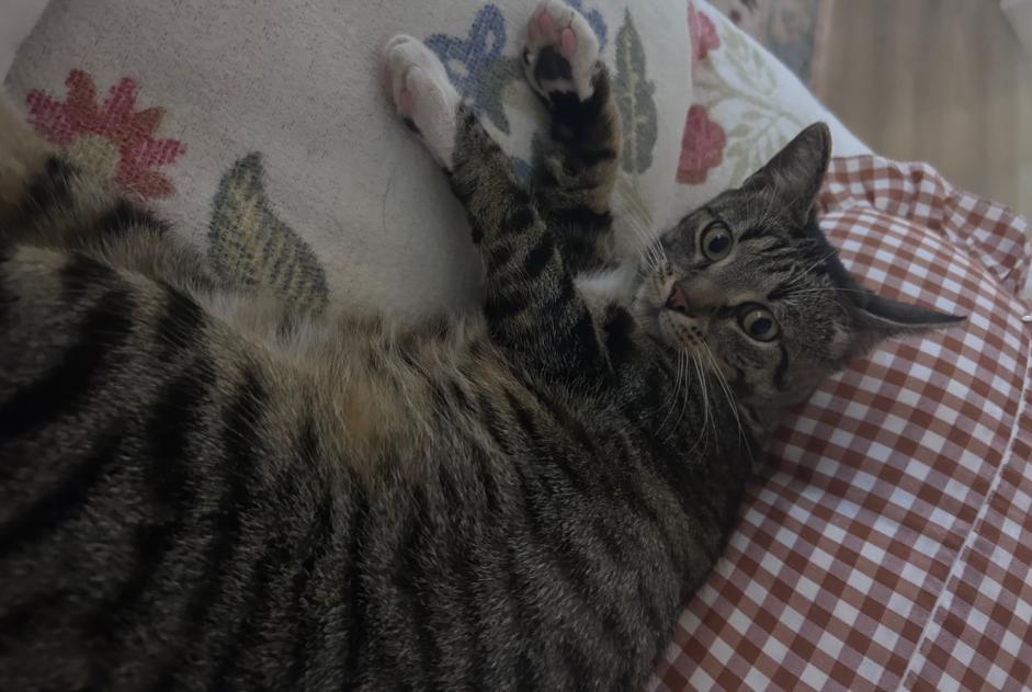 Alerte Disparition Chat Mâle , 1 ans Verviers Belgique Alerte Disparition Chat Mâle , 1 ans Verviers Belgique