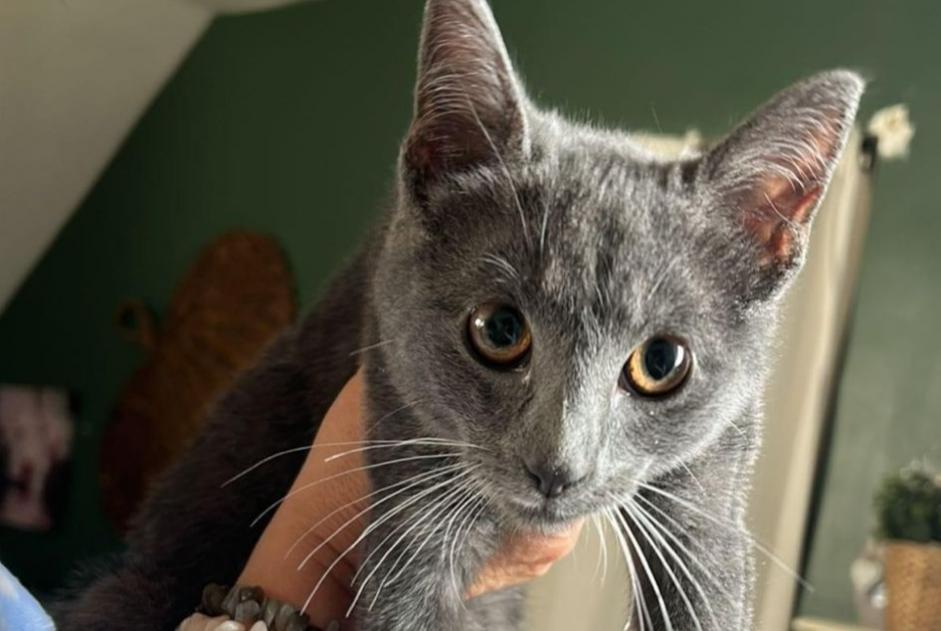 Alerte Découverte Chat  Femelle Braine-le-Comte Belgique