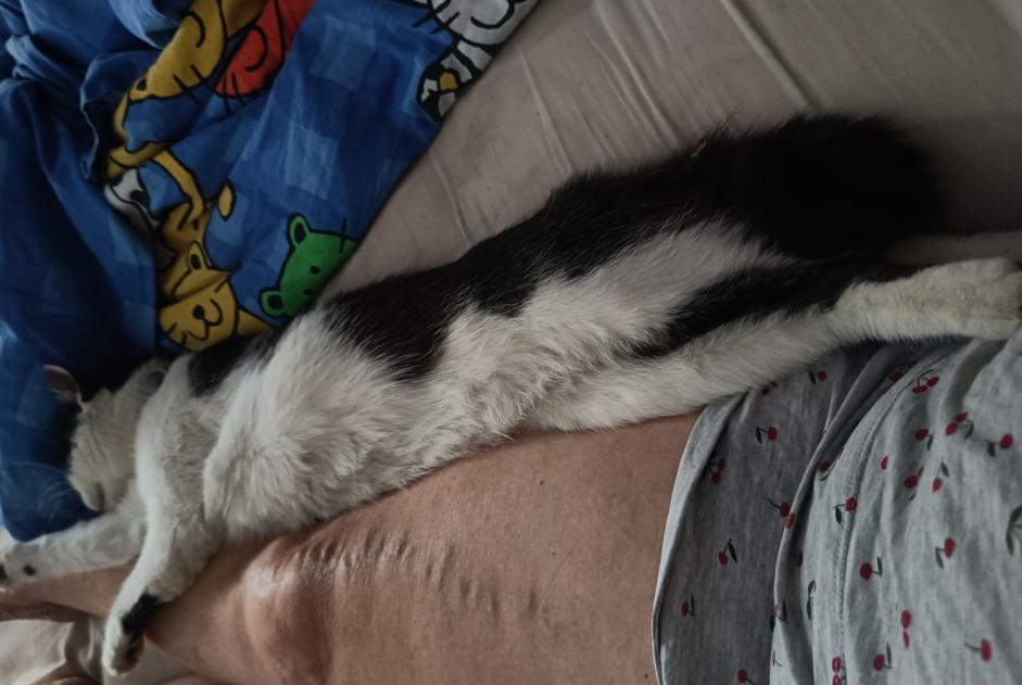 Alerte Découverte Chat Mâle Mons Belgique
