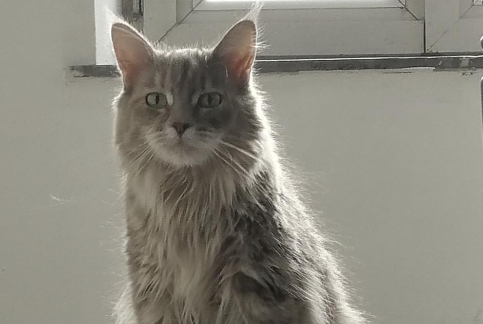 Alerte Découverte Chat  Inconnu Charleroi Belgique