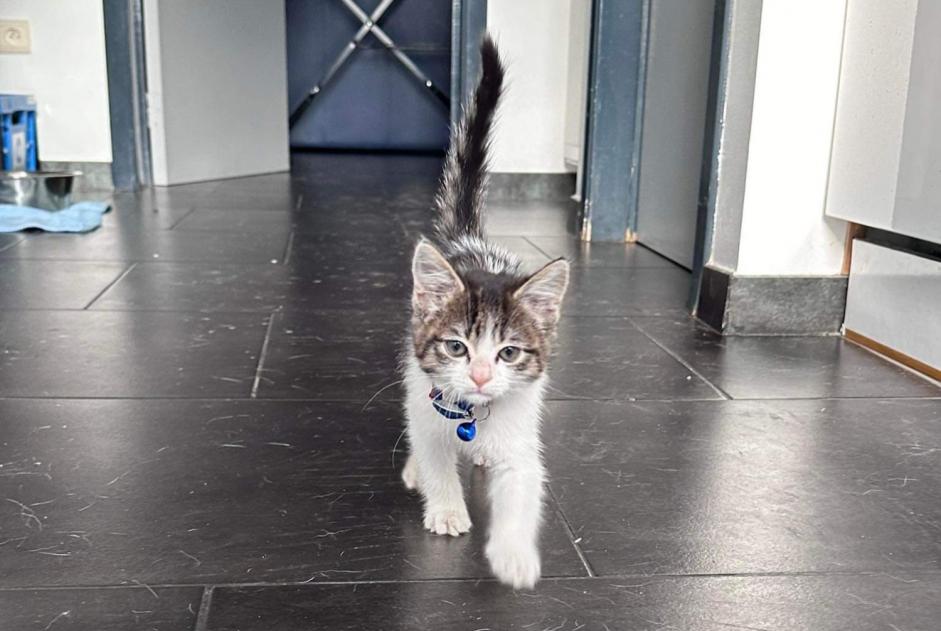 Alerte Découverte Chat Femelle Fleurus Belgique Alerte Découverte Chat Femelle Fleurus Belgique