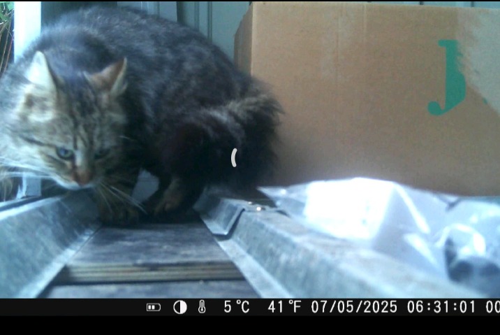Alerte Découverte Chat Inconnu Péruwelz Belgique Alerte Découverte Chat Inconnu Péruwelz Belgique