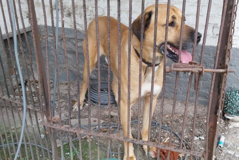 Alerte Découverte Chien Mâle Tournai Belgique