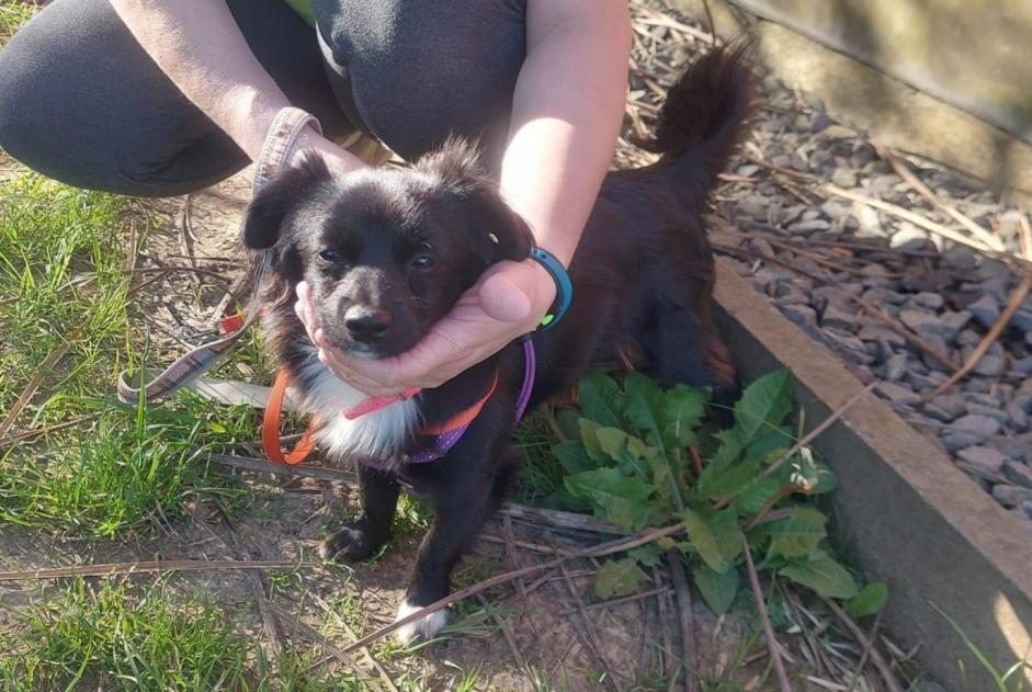 Alerte Découverte Chien  Mâle Frasnes-lez-Gosselies Belgique