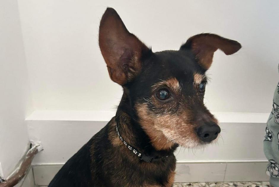 Alerte Découverte Chien Mâle Boussu Belgique