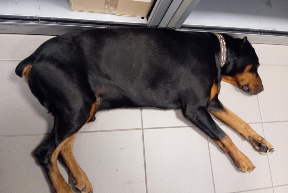 Alerte Découverte Chien  Mâle Braine-le-Comte Belgique