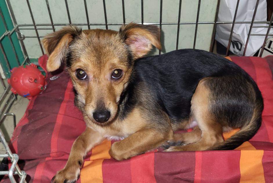Alerte Découverte Chien croisement Mâle Charleroi Belgique Alerte Découverte Chien croisement Mâle Charleroi Belgique