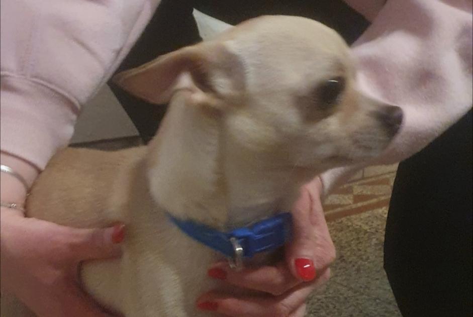 Alerte Découverte Chien Mâle Courcelles Belgique Alerte Découverte Chien Mâle Courcelles Belgique