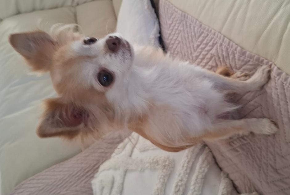 Alerte Découverte Chien Femelle Herstal Belgique Alerte Découverte Chien Femelle Herstal Belgique