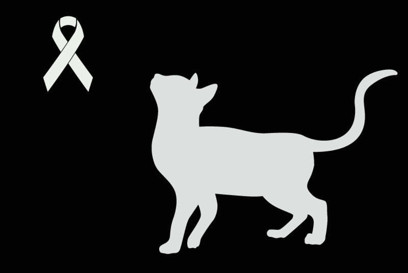 Alerte Découverte Chat Inconnu Bernissart Belgique