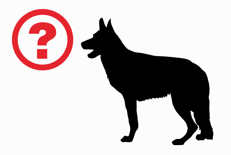 Discovery alert Dog  Male Quévy Belgium