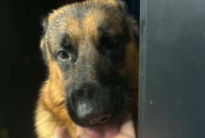 Avviso Ritrovamento Cane  Maschio Charleroi Belgio
