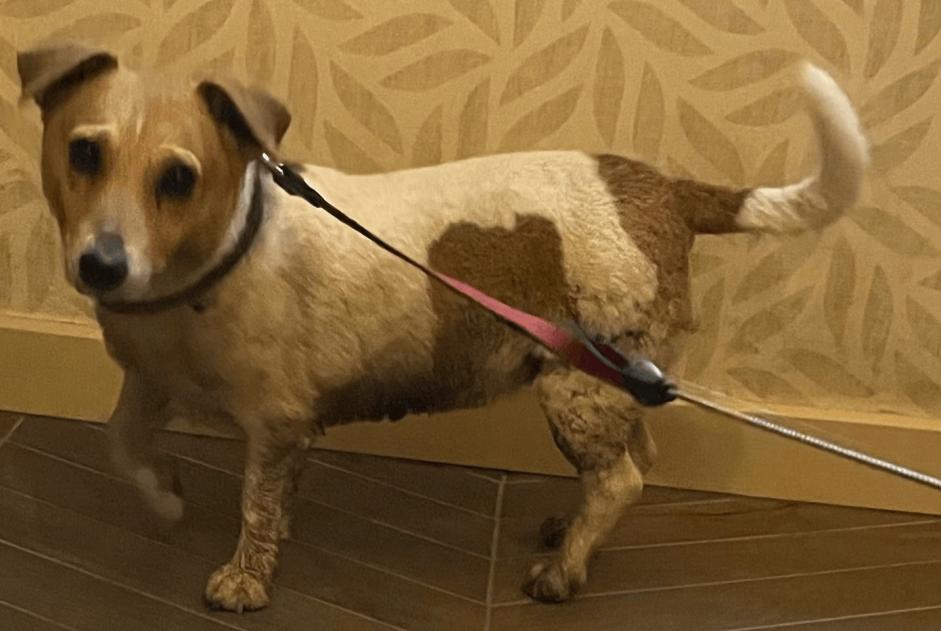 Avviso Ritrovamento Cane Femmina Estinnes Belgio Avviso Ritrovamento Cane Femmina Estinnes Belgio