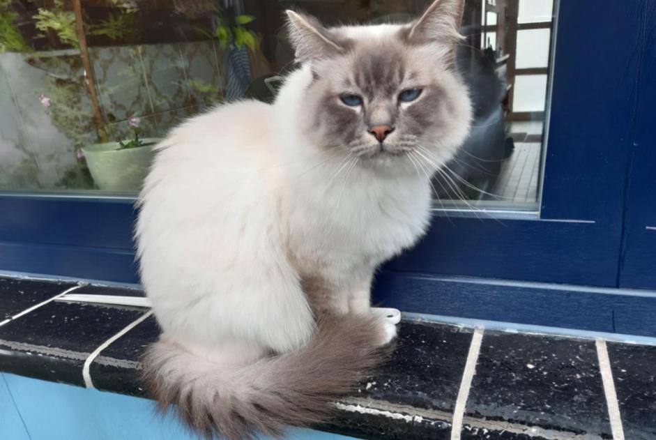 Avviso scomparsa Gatto  Maschio , 3 anni Wemmel Belgio