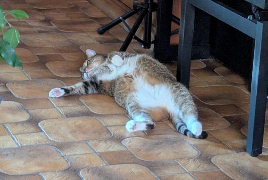 Avviso scomparsa Gatto Maschio , 8 anni Uccle Belgio Avviso scomparsa Gatto Maschio , 8 anni Uccle Belgio