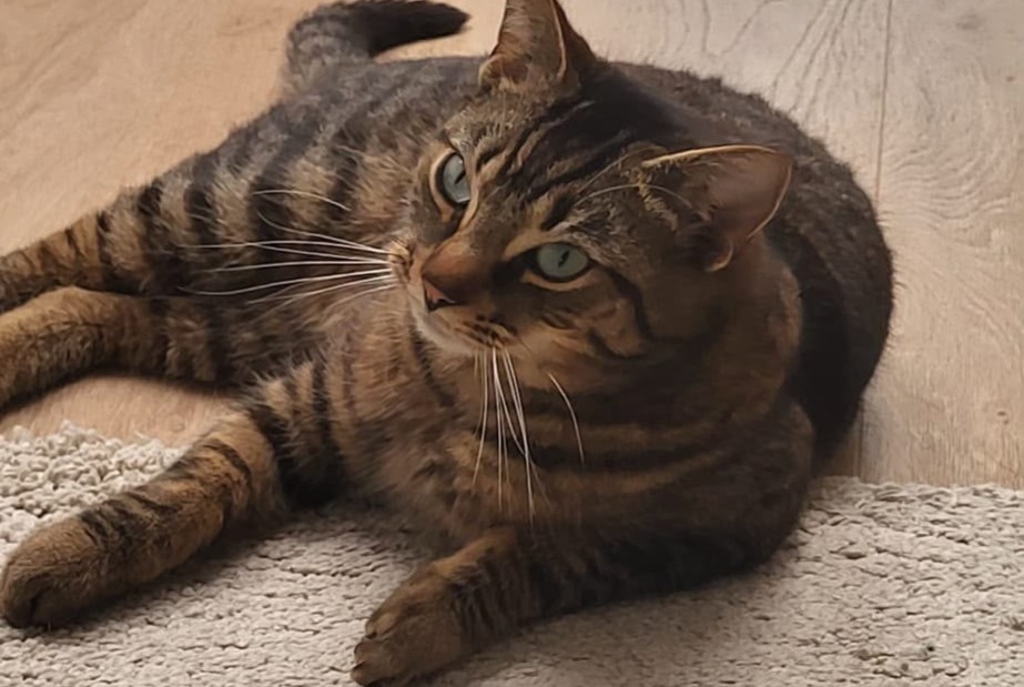 Avviso scomparsa Gatto Maschio , 2 anni Lokeren Belgio