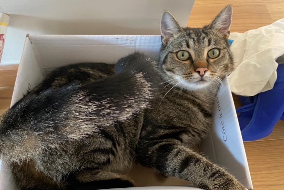 Avviso scomparsa Gatto Maschio , 3 anni Anderlues Belgio