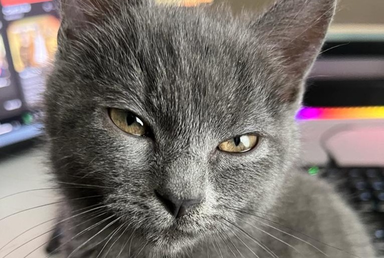 Avviso scomparsa Gatto incrocio di razze Femmina , 2 anni Edingen Belgio Avviso scomparsa Gatto incrocio di razze Femmina , 2 anni Edingen Belgio