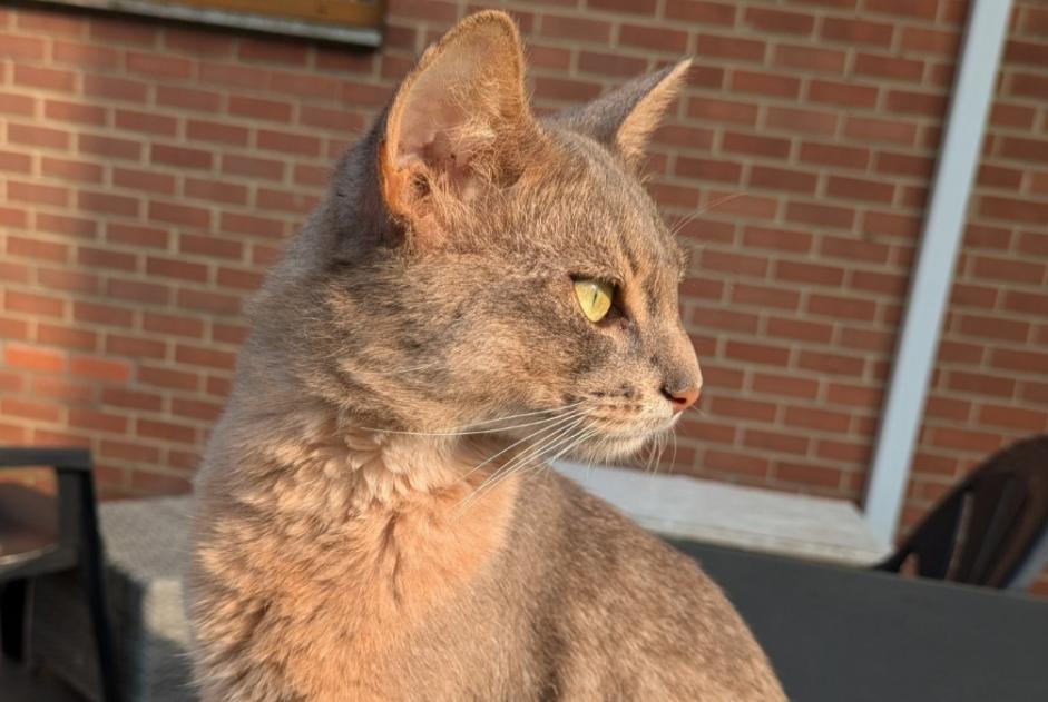 Vermësstemeldung Kaz  Männlech , 2 joer Charleroi Belgique