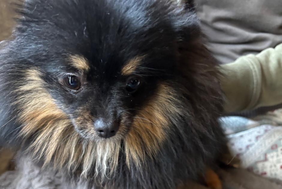 Ontdekkingsalarm Hond Vrouwtje Châtelet België Ontdekkingsalarm Hond Vrouwtje Châtelet België