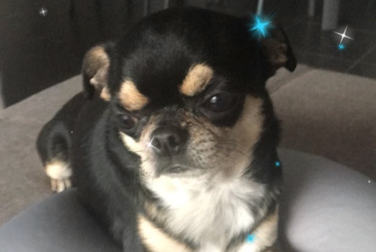 Verdwijningsalarm Hond  Mannetje , 7 jaar Binche België
