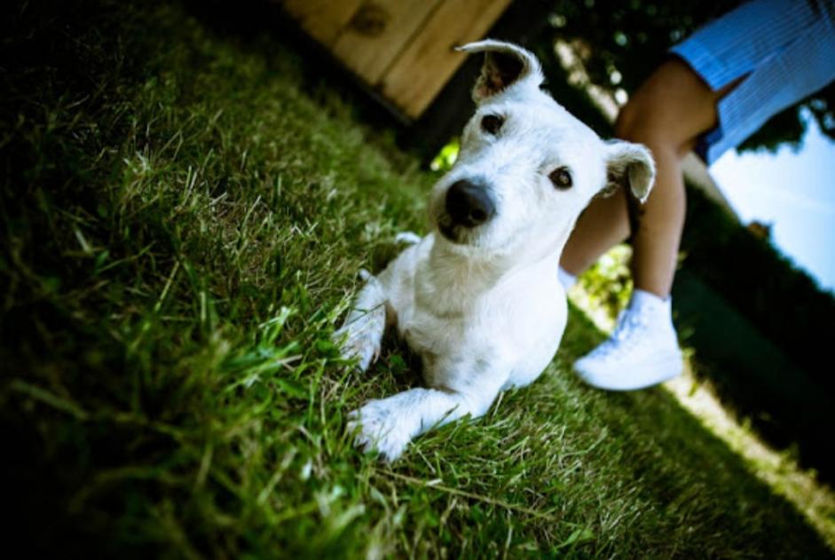 Verdwijningsalarm Hond Vrouwtje , 7 jaar Mons België Verdwijningsalarm Hond Vrouwtje , 7 jaar Mons België