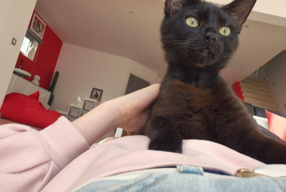 Verdwijningsalarm Kat Vrouwtje , 1 jaar Balen België Verdwijningsalarm Kat Vrouwtje , 1 jaar Balen België