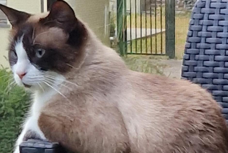 Verdwijningsalarm Kat rassenvermenging Vrouwtje , 2 jaar Gerpinnes België