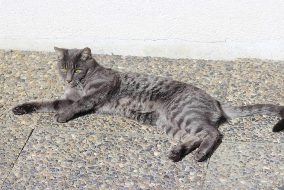 Verdwijningsalarm Kat Mannetje , 5 jaar Soignies België Verdwijningsalarm Kat Mannetje , 5 jaar Soignies België