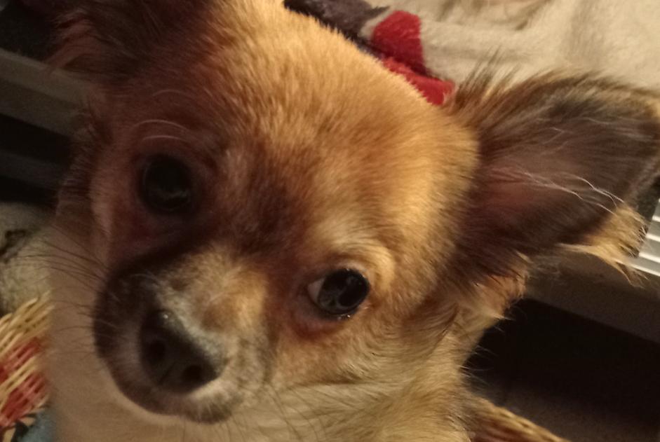 Alerta desaparecimento Cão  Macho , 1 anos Manage Belgium