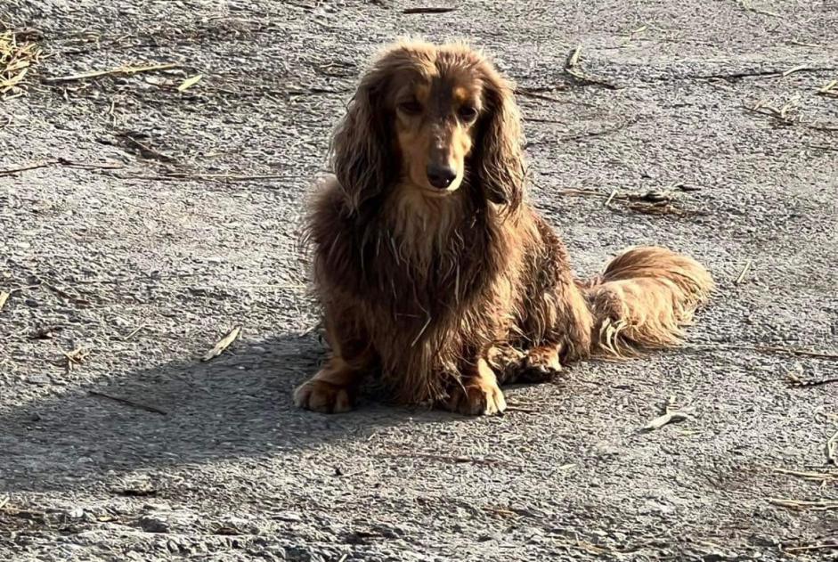 Alerta desaparecimento Cão  Macho , 5 anos Froidchapelle Belgium