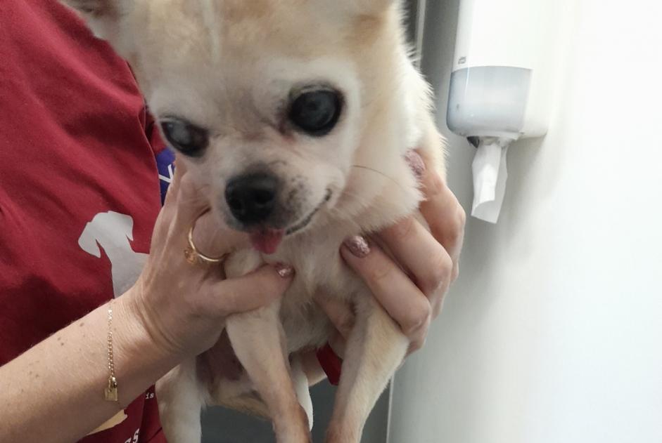 Alerta descoberta Cão  Macho Chapelle-lez-Herlaimont Belgium