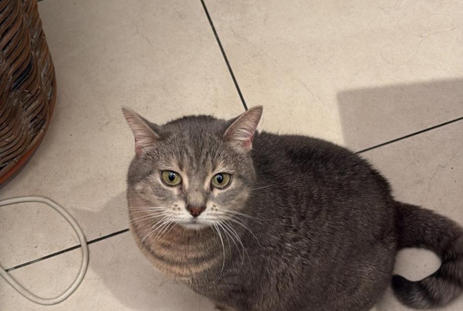Alerta desaparecimento Gato Fêmea , 7 anos Court-Saint-Étienne Belgium Alerta desaparecimento Gato Fêmea , 7 anos Court-Saint-Étienne Belgium