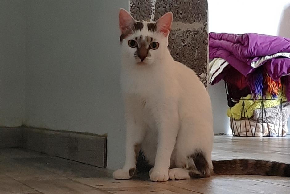 Alerta desaparecimento Gato cruzamento Fêmea , 4 anos Erquelinnes Belgium