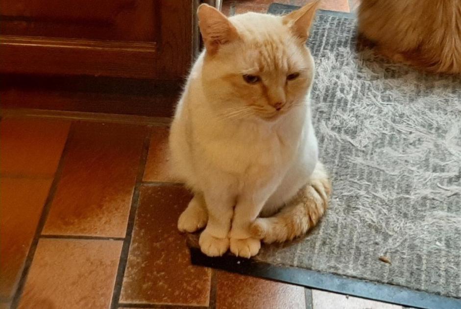 Alerta desaparecimento Gato cruzamento Macho , 3 anos Quévy Belgium