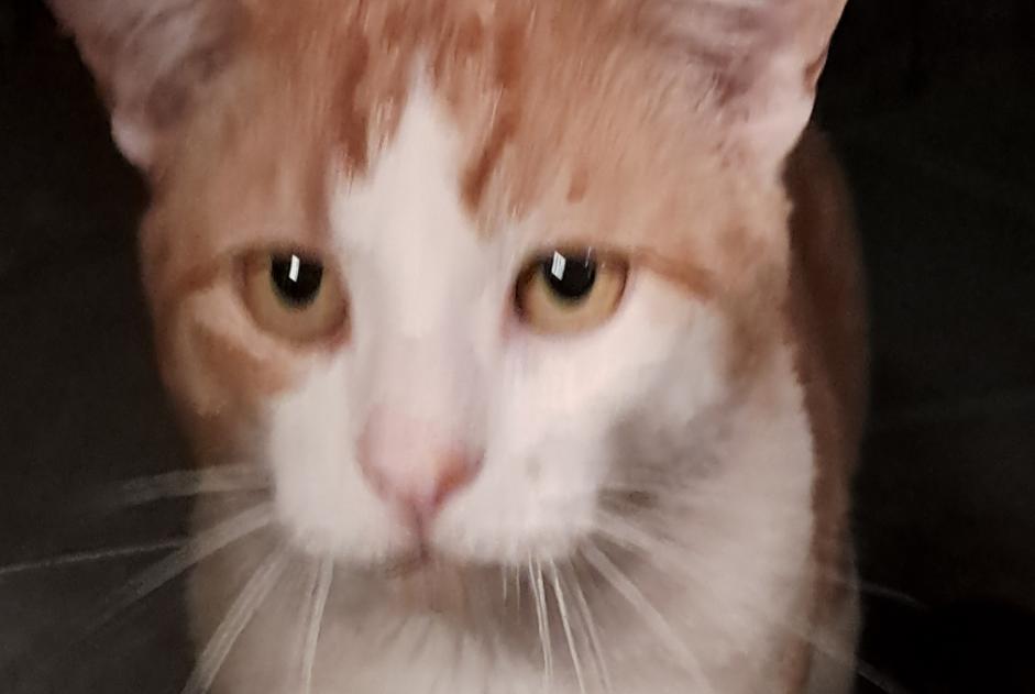 Alerta descoberta Gato Desconhecido Rixensart Belgium