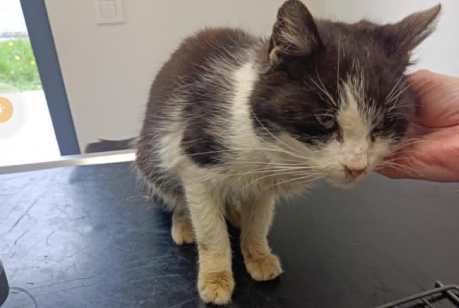 Alerta descoberta Gato Fêmea Courcelles Belgium Alerta descoberta Gato Fêmea Courcelles Belgium